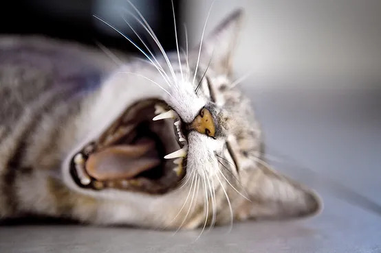 Feline tooth resorption