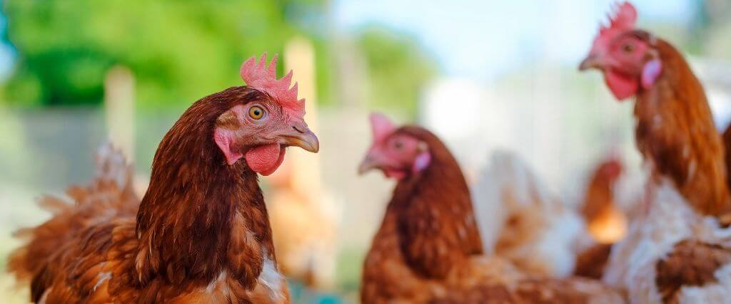 H5N1 Avian Influenza: What Every Pet Owner Should Know