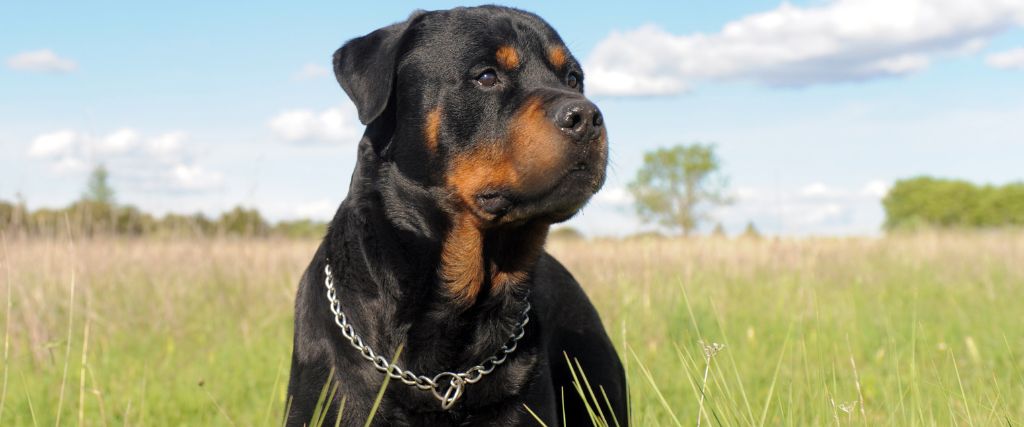 Rottweilers