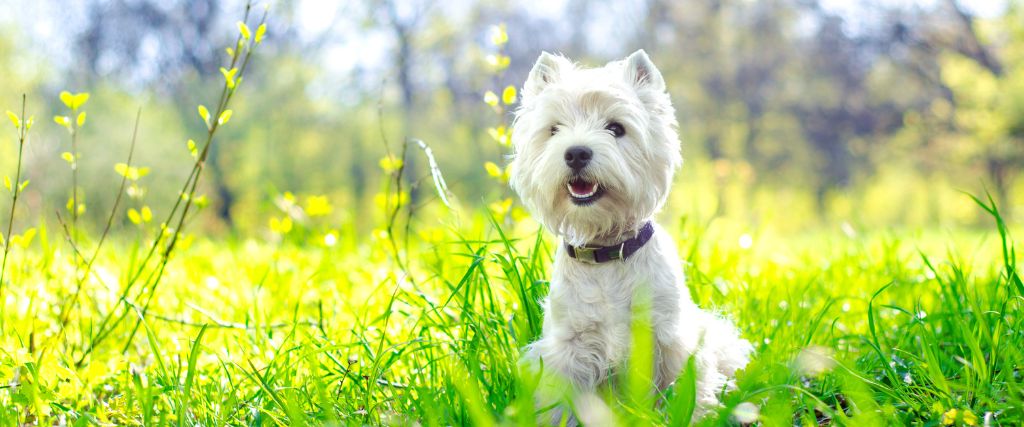 West Highland White Terriers