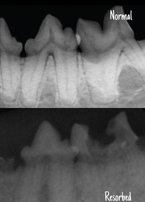 X-ray of cat teeth