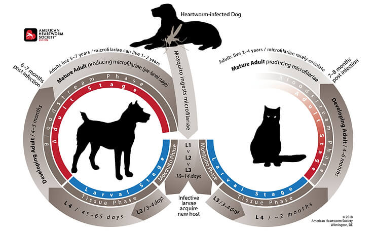 Heartworm cycle