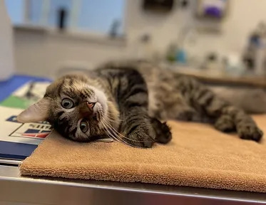 cat on a desk 