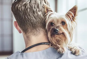 vet with Yorky dog