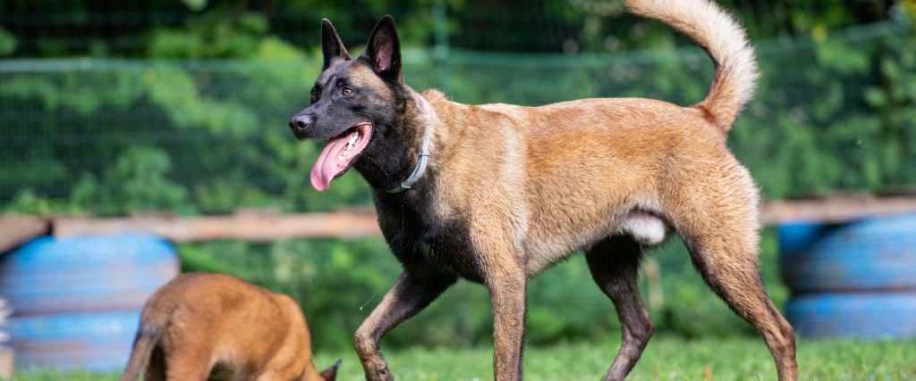 Belgian Malinois