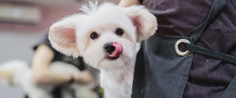 Maltese at groomer getting hair cut and bath