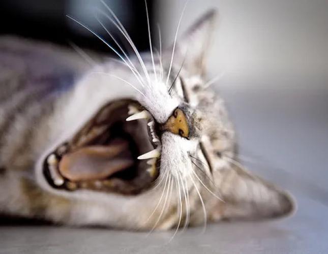 Feline tooth resorption