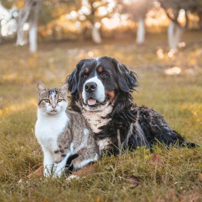 Veterinary medical care for companion animals at Carbondale Animal Hospital
