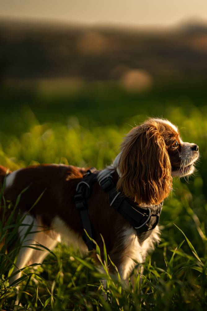 A Blenheim Cavalier King Charles Spaniel playing and running freely in fields and nature