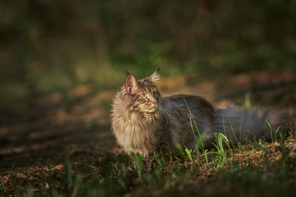 Look up. Little kitten with a striped color that lies in the grass. Toning photos in dark colors