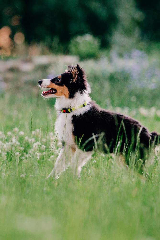 Sheltie Dog on a Walk: Serene Canine in Nature