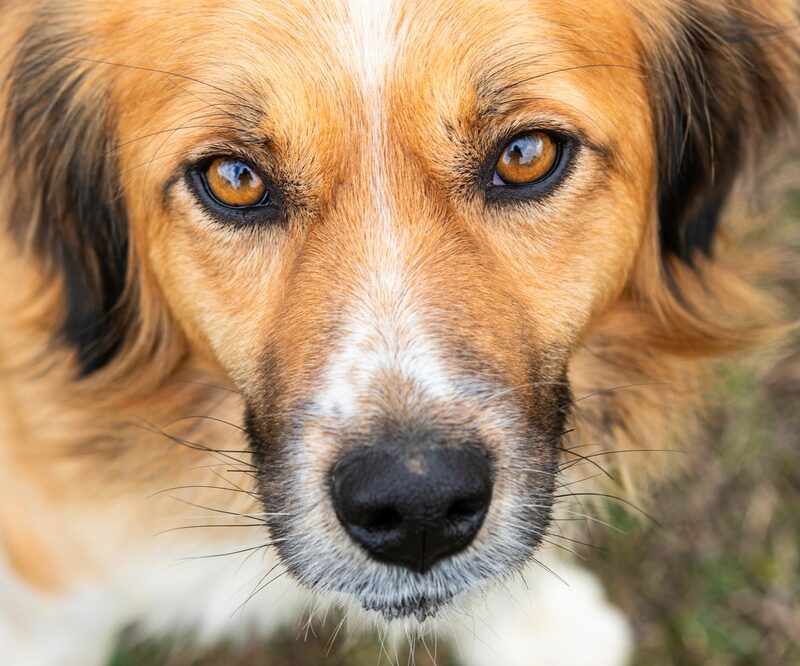 Close-up of dog's face, leptospirosis risk topic for Roaring Fork Valley pet owners