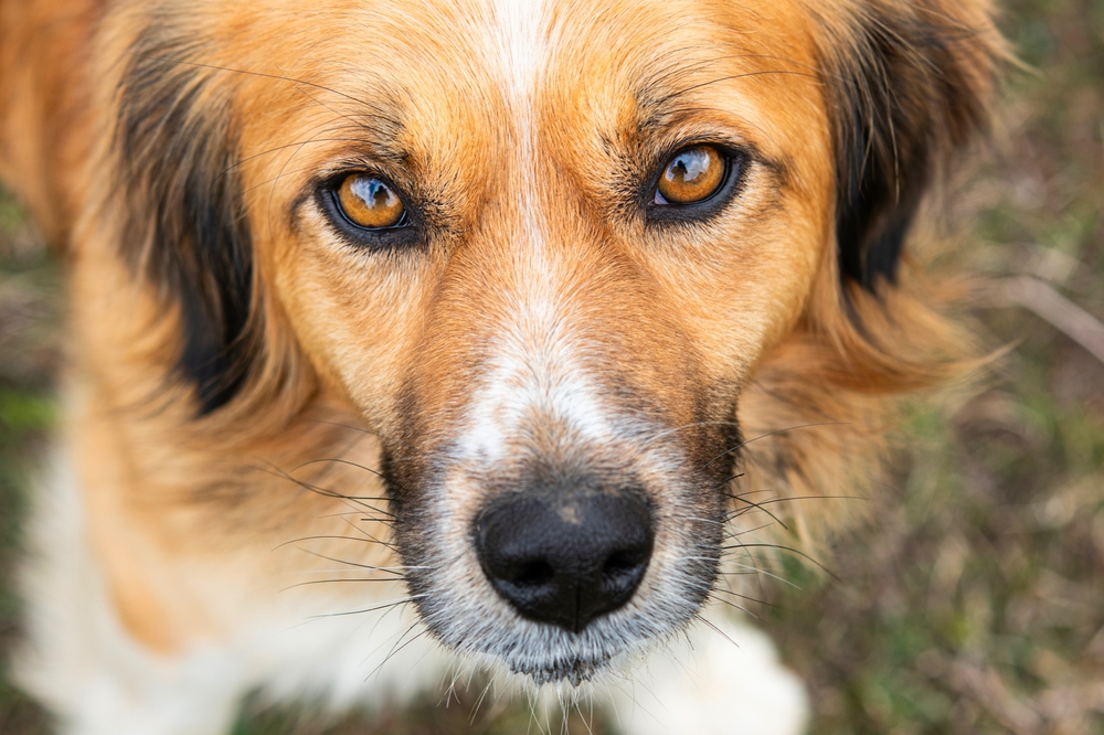 Close-up of dog's face, leptospirosis risk topic for Roaring Fork Valley pet owners